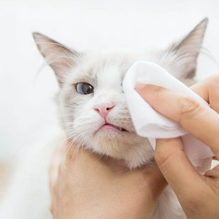 Toallitas Húmedas Para Mascotas 80 Un